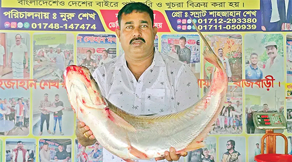 পদ্মা নদীতে ধরা পড়েছে ১১ কেজি ওজনের বিলুপ্তপ্রায় একটি ঢাই মাছ পদ্মা নদীতে ধরা পড়েছে ১১ কেজি ওজনের বিলুপ্তপ্রায় একটি ঢাই মাছ