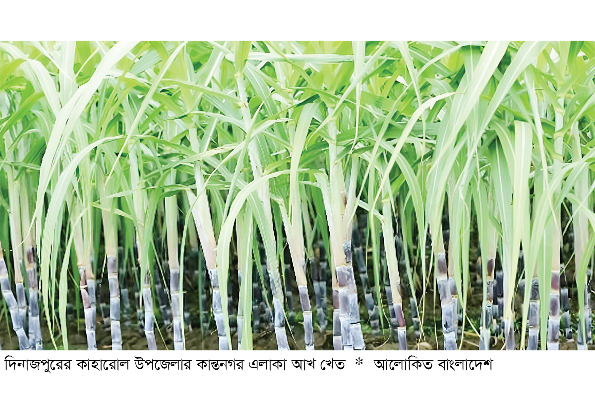 দিনাজপুরে আখের ফলনে খুশি কৃষক দিনাজপুরে আখের ফলনে খুশি কৃষক