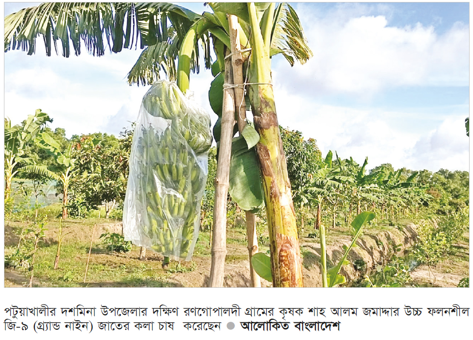 দশমিনায় উচ্চ ফলনশীল কলা চাষের বাণিজ্যিক সম্ভাবনা দশমিনায় উচ্চ ফলনশীল কলা চাষের বাণিজ্যিক সম্ভাবনা