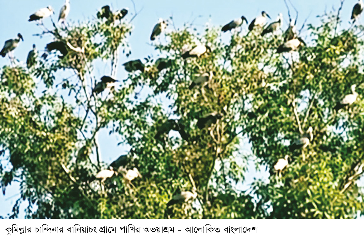 পাখির অভয়ারণ্য রক্ষার দাবি পাখির অভয়ারণ্য রক্ষার দাবি