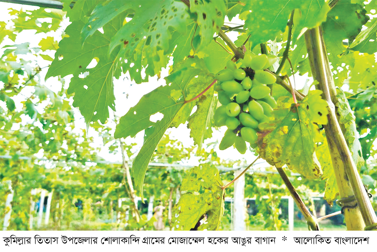 তিতাসে আঙুর চাষে সাফল্য তিতাসে আঙুর চাষে সাফল্য