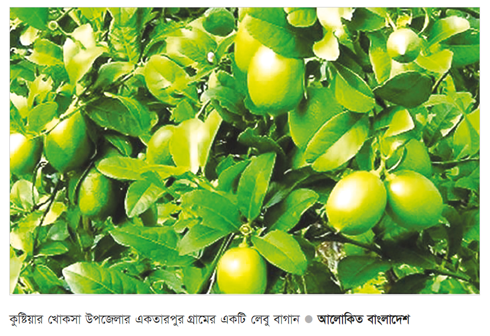 কুষ্টিয়ায় লেবু চাষ করে লাভবান কৃষক কুষ্টিয়ায় লেবু চাষ করে লাভবান কৃষক