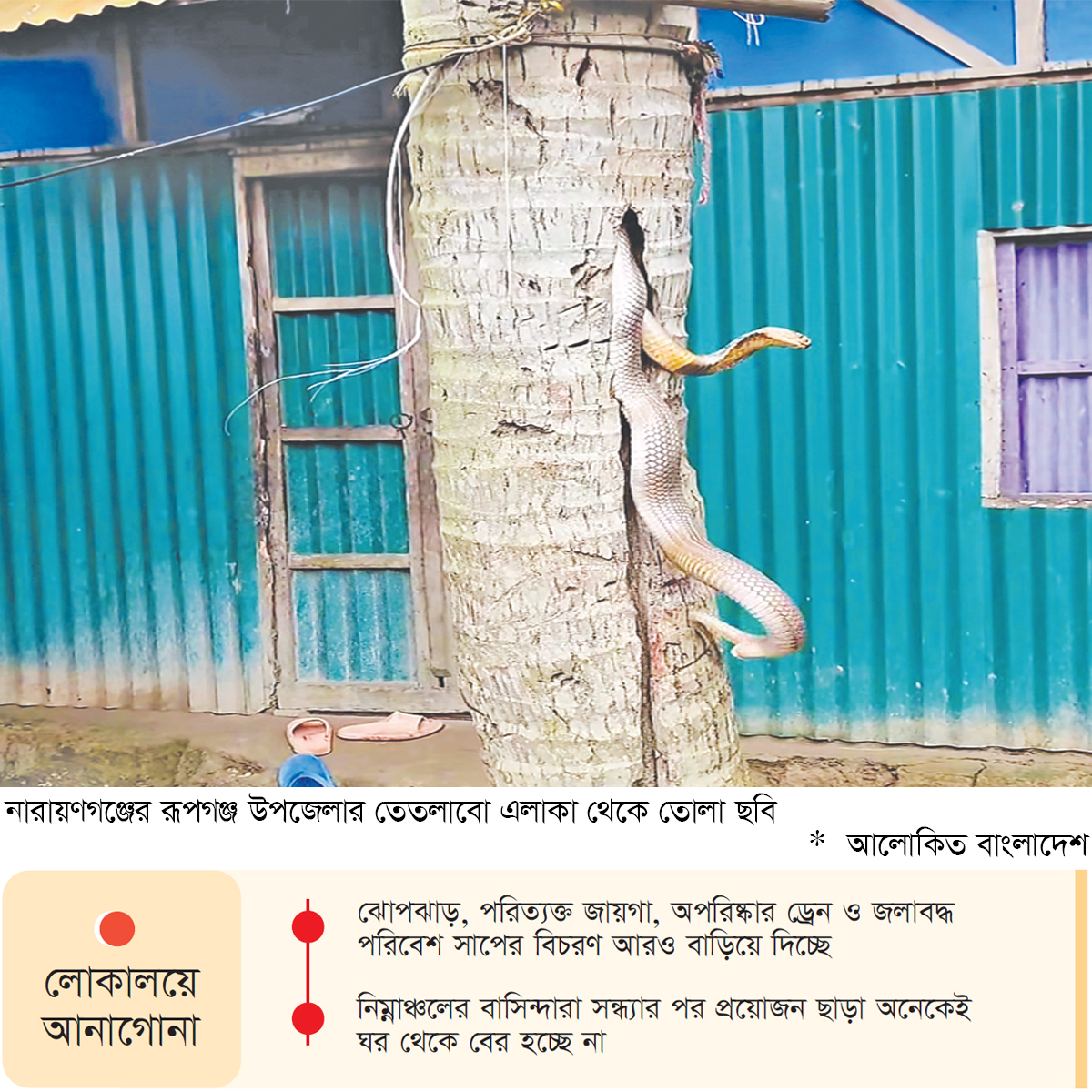 জলাবদ্ধতায় বদলেছে সাপের বিচরণ পথ জলাবদ্ধতায় বদলেছে সাপের বিচরণ পথ