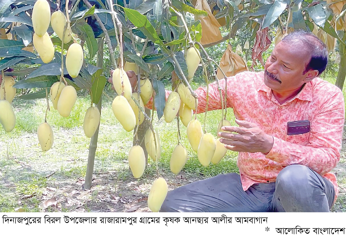 আনছার আলীর আম যাচ্ছে বিশ্ববাজারে আনছার আলীর আম যাচ্ছে বিশ্ববাজারে