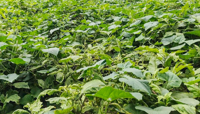 এক জমিতে ৪ সবজির চাষ, সিরাজগঞ্জে কৃষকের মুখে হাসি এক জমিতে ৪ সবজির চাষ, সিরাজগঞ্জে কৃষকের মুখে হাসি