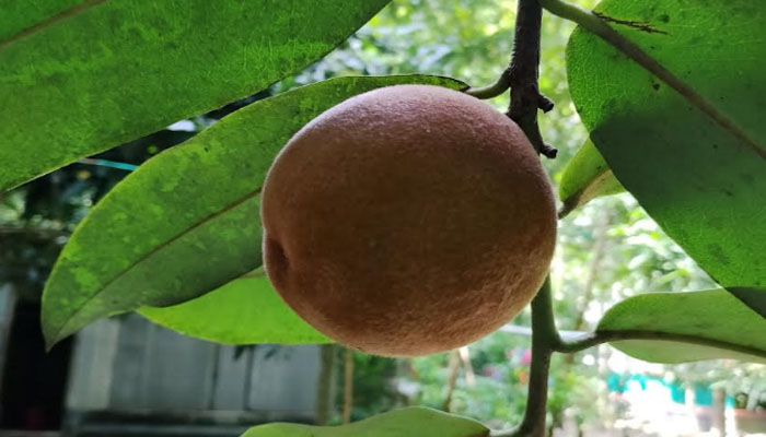 পরিচর্যার অভাবে বিলাতি গাব গাছ এখন বিলুপ্তির পথে পরিচর্যার অভাবে বিলাতি গাব গাছ এখন বিলুপ্তির পথে