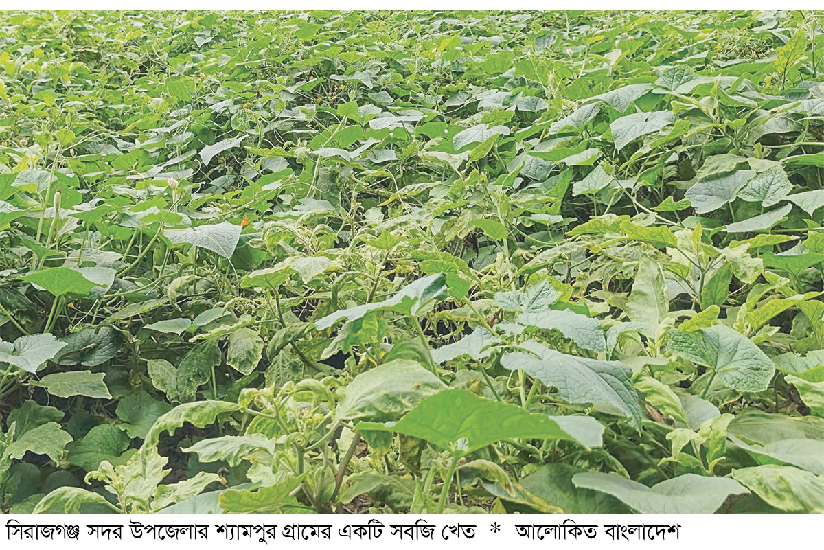 সিরাজগঞ্জে সবজি চাষে সুদিন ফিরছে কৃষকের সিরাজগঞ্জে সবজি চাষে সুদিন ফিরছে কৃষকের