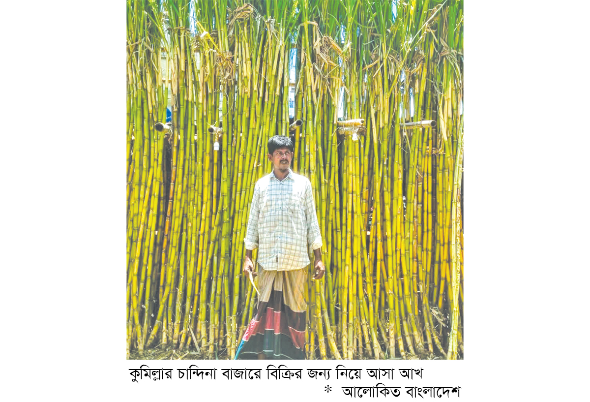 আখ চাষে বদলাচ্ছে কৃষকের ভাগ্য আখ চাষে বদলাচ্ছে কৃষকের ভাগ্য