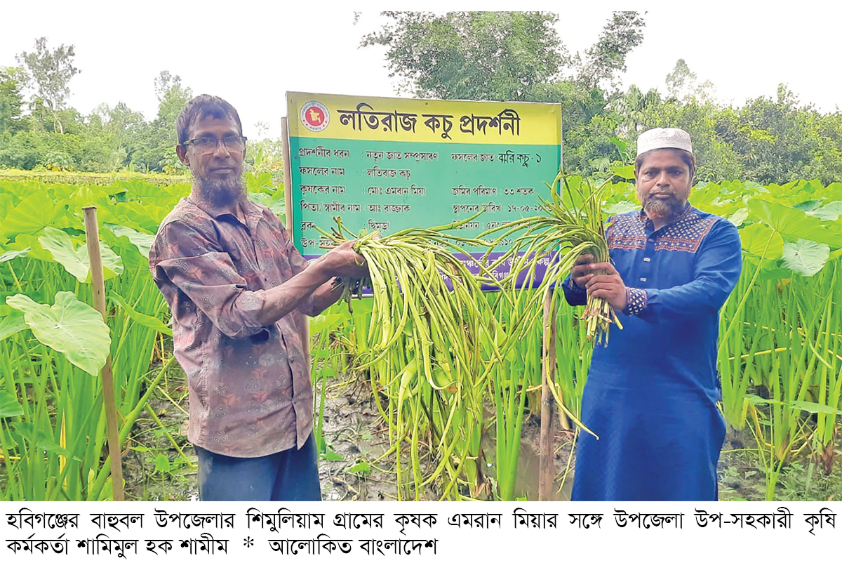 বাহুবলে লতিকচু চাষে কৃষকের সাফল্য বাহুবলে লতিকচু চাষে কৃষকের সাফল্য