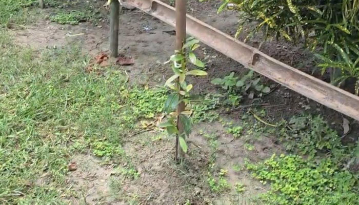 চুয়াডাঙ্গায় বৃক্ষরোপণ প্রকল্পে নিম্নমানের চারা-বাঁশ বিতরণের অভিযোগ চুয়াডাঙ্গায় বৃক্ষরোপণ প্রকল্পে নিম্নমানের চারা-বাঁশ বিতরণের অভিযোগ