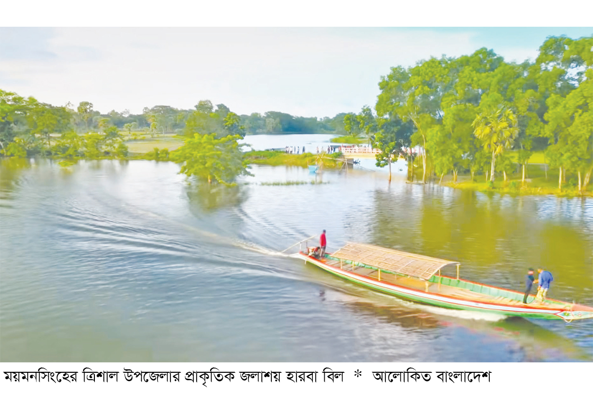 হারিয়ে যাচ্ছে হারবা বিলের জীববৈচিত্র্য হারিয়ে যাচ্ছে হারবা বিলের জীববৈচিত্র্য