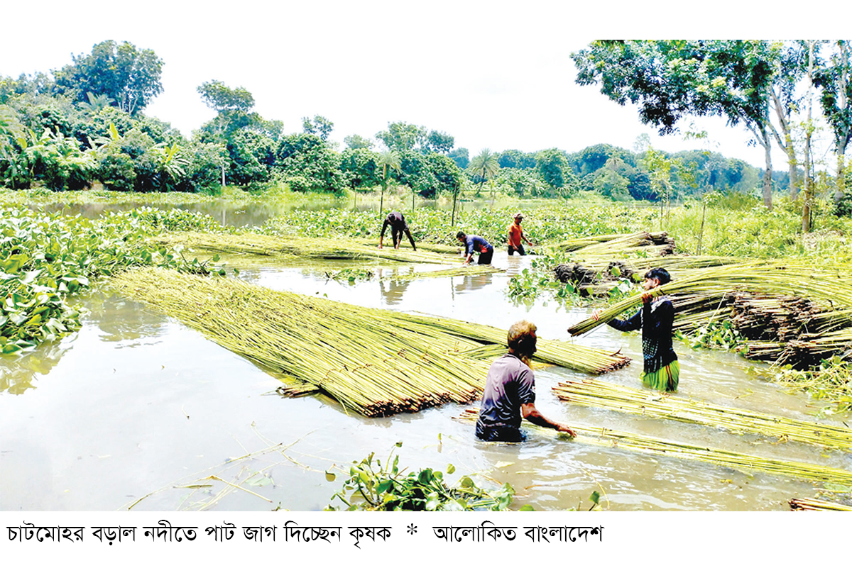 চলনবিলে পাট চাষিদের সুদিন ফিরছে চলনবিলে পাট চাষিদের সুদিন ফিরছে