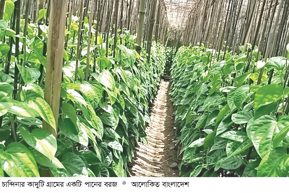 চান্দিনায় সবুজ পানে লাভের হাসি চান্দিনায় সবুজ পানে লাভের হাসি