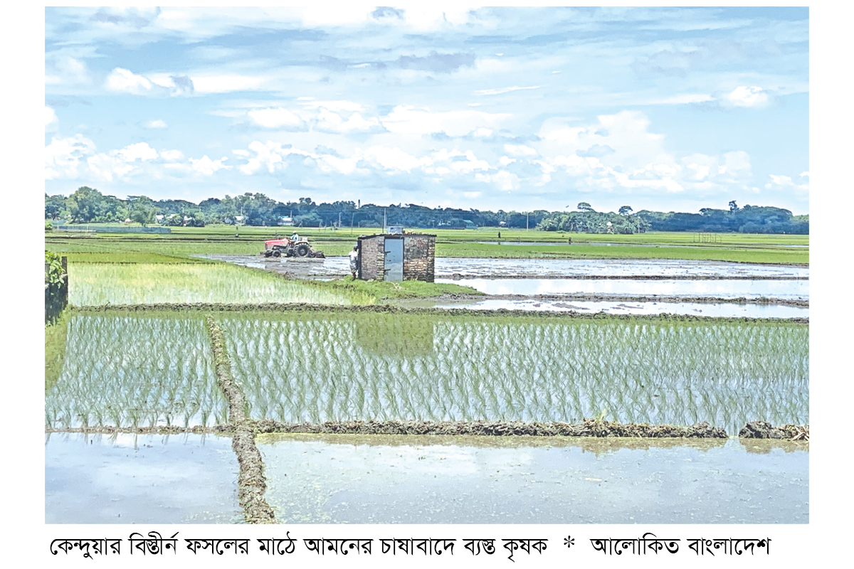 বন্যার ক্ষত পেরিয়ে আমনে স্বপ্ন লক্ষ্যমাত্রা ২০ হাজার হেক্টর বন্যার ক্ষত পেরিয়ে আমনে স্বপ্ন লক্ষ্যমাত্রা ২০ হাজার হেক্টর