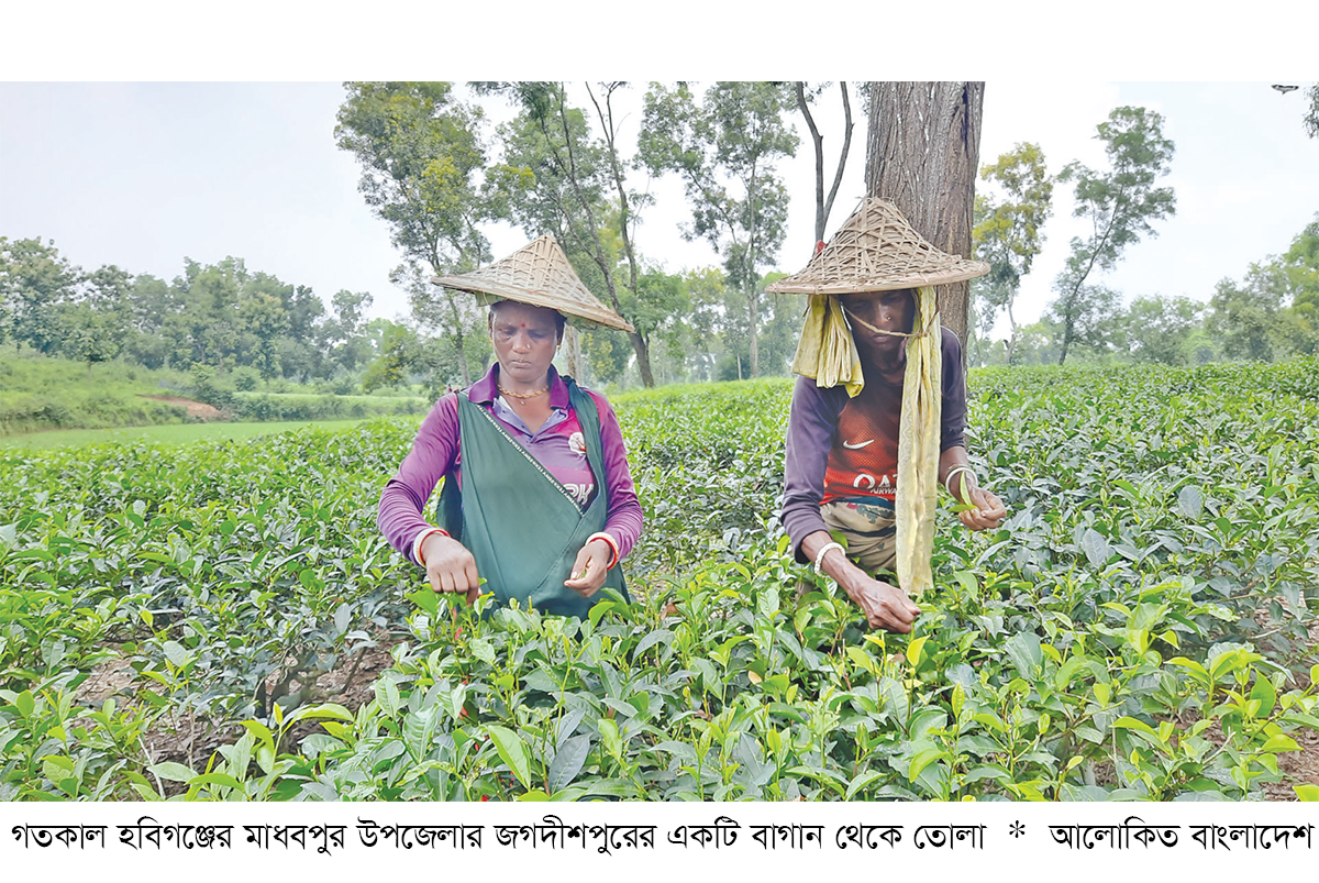 নিলামে রেকর্ড দামে এনটিসির চা ঘুরে দাঁড়ানোর ইঙ্গিত নিলামে রেকর্ড দামে এনটিসির চা ঘুরে দাঁড়ানোর ইঙ্গিত