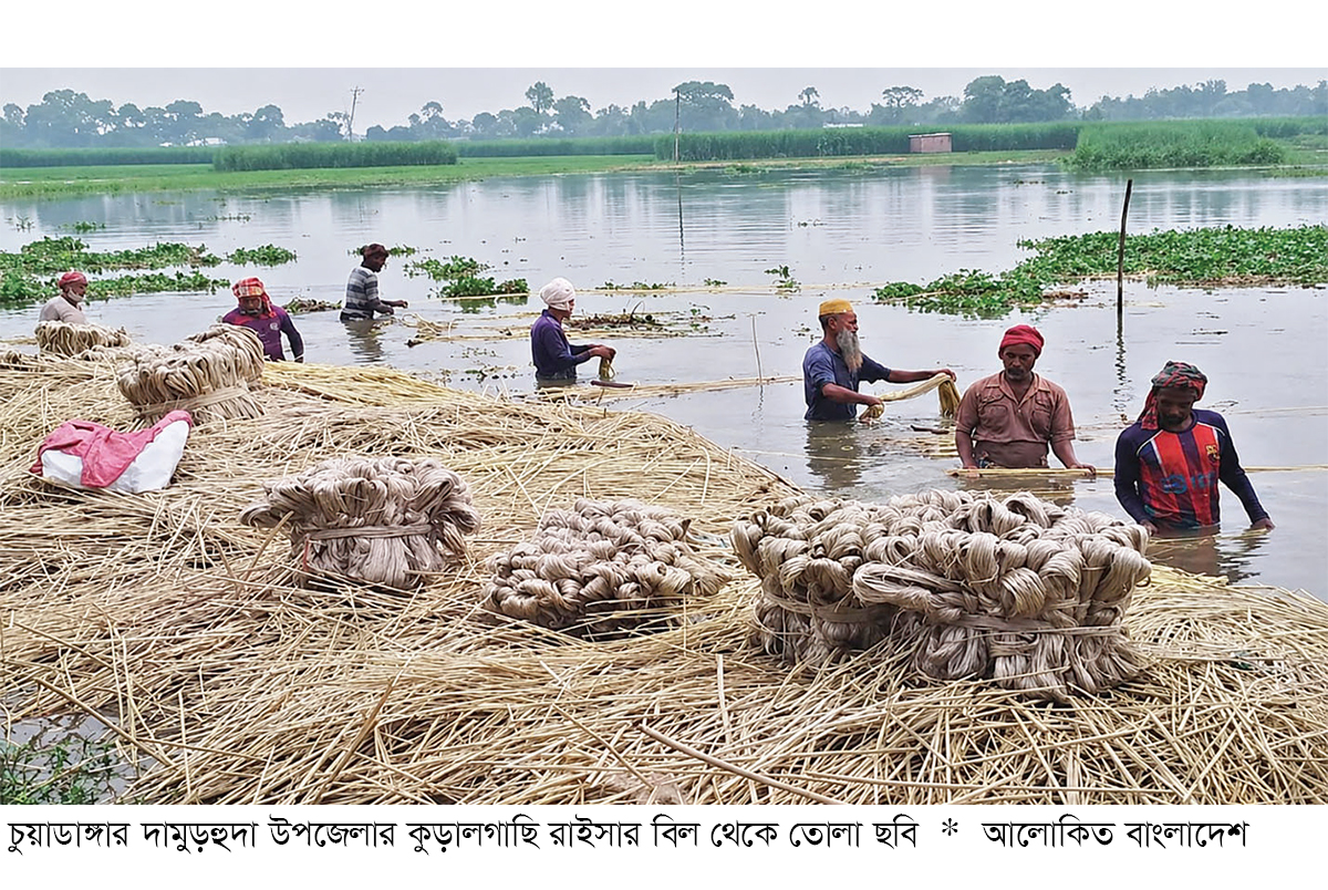 চুয়াডাঙ্গায় বাড়ছে পাট চাষ মাঠজুড়ে কর্মব্যস্ততায় চাষিরা চুয়াডাঙ্গায় বাড়ছে পাট চাষ মাঠজুড়ে কর্মব্যস্ততায় চাষিরা