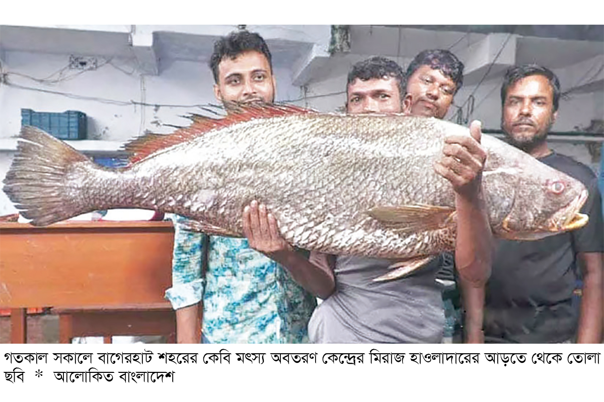 সাগরে ধরা পড়ল ২২ কেজির ‘দাতিনা ভোল’ বিক্রি ৩ লাখ ৫৫ হাজারে সাগরে ধরা পড়ল ২২ কেজির ‘দাতিনা ভোল’ বিক্রি ৩ লাখ ৫৫ হাজারে