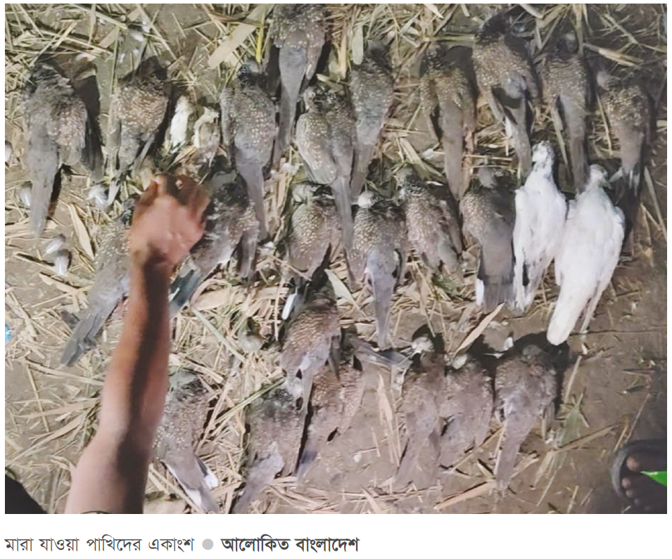 বিষমিশ্রিত ধান খেয়ে ৫০০ পাখির মৃত্যু বিষমিশ্রিত ধান খেয়ে ৫০০ পাখির মৃত্যু