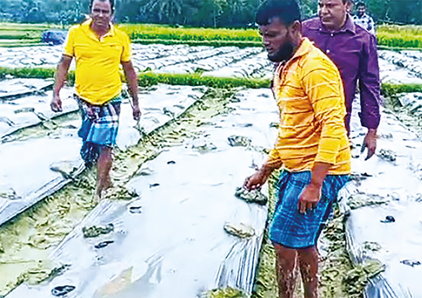 চান্দিনায় মালচিং পদ্ধতিতে সবজি চাষ জনপ্রিয় হচ্ছে চান্দিনায় মালচিং পদ্ধতিতে সবজি চাষ জনপ্রিয় হচ্ছে
