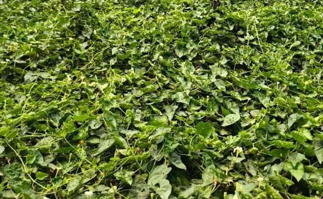 সিরাজগঞ্জে গ্রীষ্মকালীন সবজি চাষে ক্ষুদ্র কৃষকের স্বচ্ছলতা সিরাজগঞ্জে গ্রীষ্মকালীন সবজি চাষে ক্ষুদ্র কৃষকের স্বচ্ছলতা