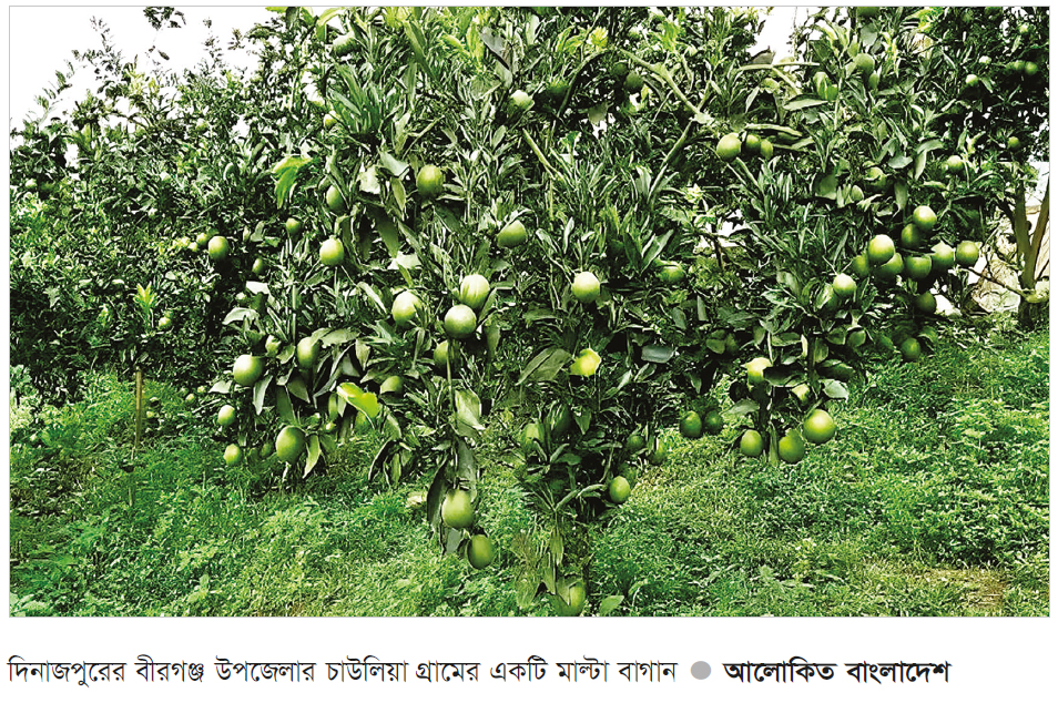 বীরগঞ্জে মাল্টা চাষে আগ্রহ বাড়ছে কৃষকের বীরগঞ্জে মাল্টা চাষে আগ্রহ বাড়ছে কৃষকের