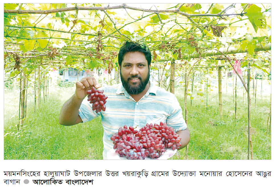 হালুয়াঘাটে আঙুর চাষে সাফল্য হালুয়াঘাটে আঙুর চাষে সাফল্য