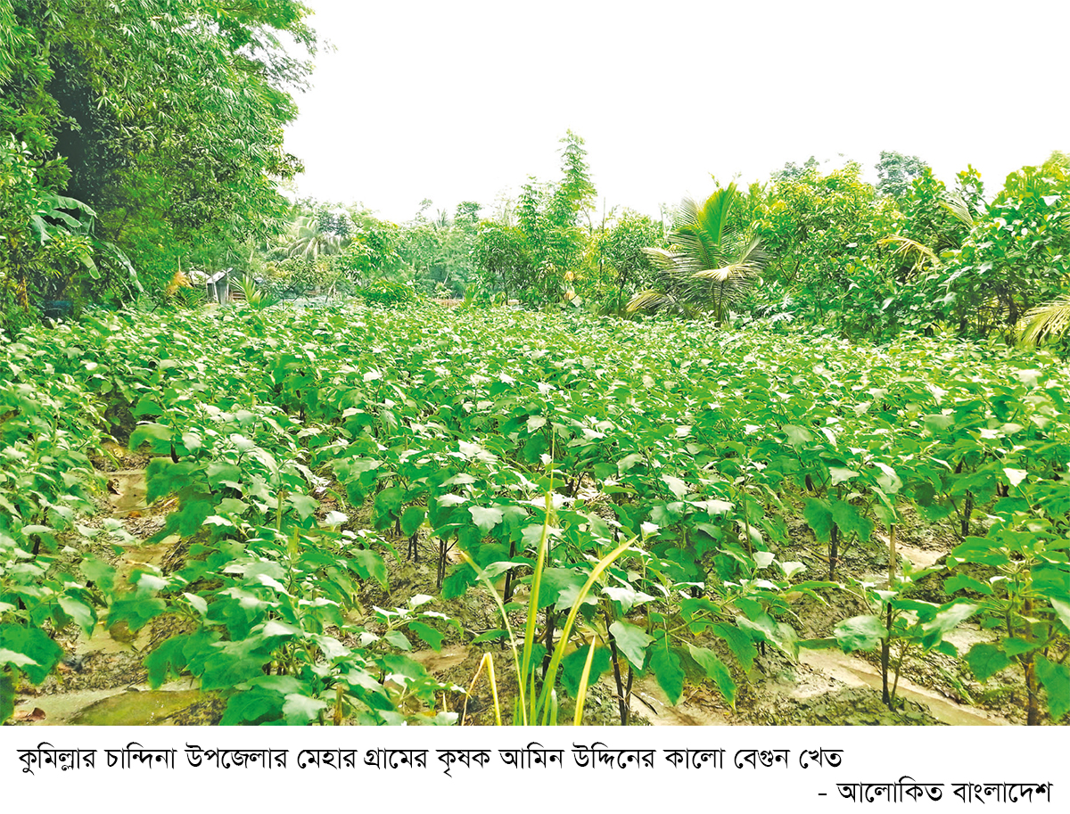 চান্দিনায় কালো বেগুন চাষে লাভবান কৃষক চান্দিনায় কালো বেগুন চাষে লাভবান কৃষক