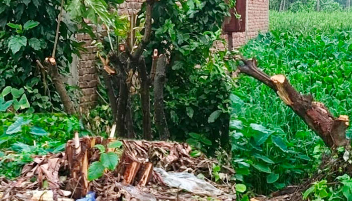 হাজীগঞ্জে রাতের আঁধারে ফলদ বাগান কাটার অভিযোগ হাজীগঞ্জে রাতের আঁধারে ফলদ বাগান কাটার অভিযোগ