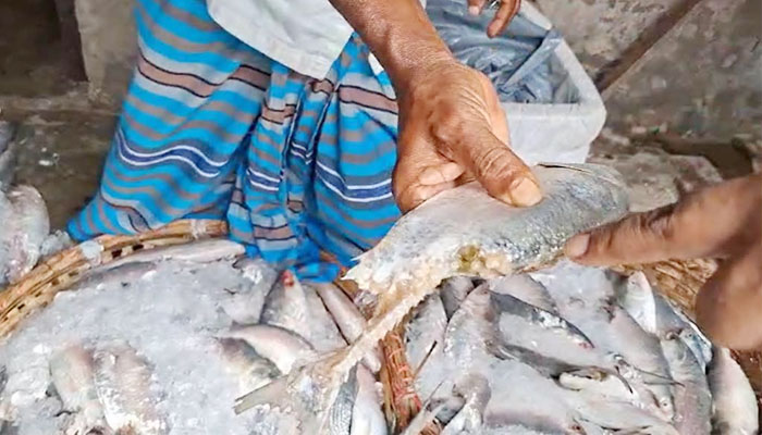 পচা ইলিশ বিক্রির দায়ে চাঁদপুরে ব্যবসায়ীকে জরিমানা পচা ইলিশ বিক্রির দায়ে চাঁদপুরে ব্যবসায়ীকে জরিমানা