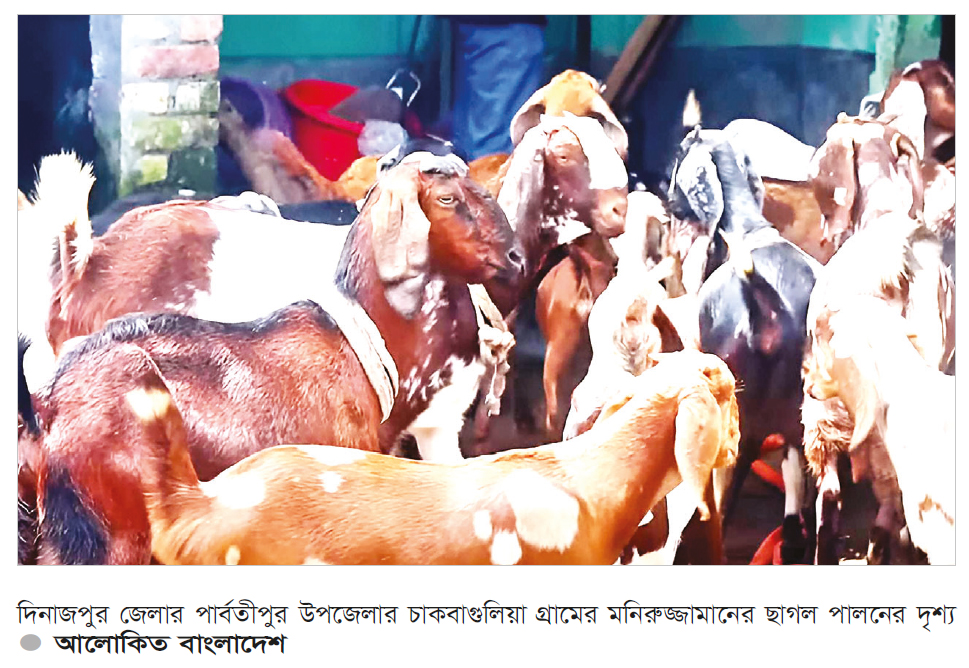 পার্বতীপুরে ছাগল পালনের সফলতার গল্প পার্বতীপুরে ছাগল পালনের সফলতার গল্প
