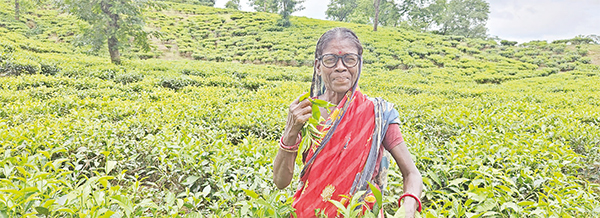 ২ হাজার চা-শ্রমিক ও পরিবারের দৃষ্টিসেবায় ব্র্যাক ব্যাংক ও ভিশনস্প্রিং ২ হাজার চা-শ্রমিক ও পরিবারের দৃষ্টিসেবায় ব্র্যাক ব্যাংক ও ভিশনস্প্রিং