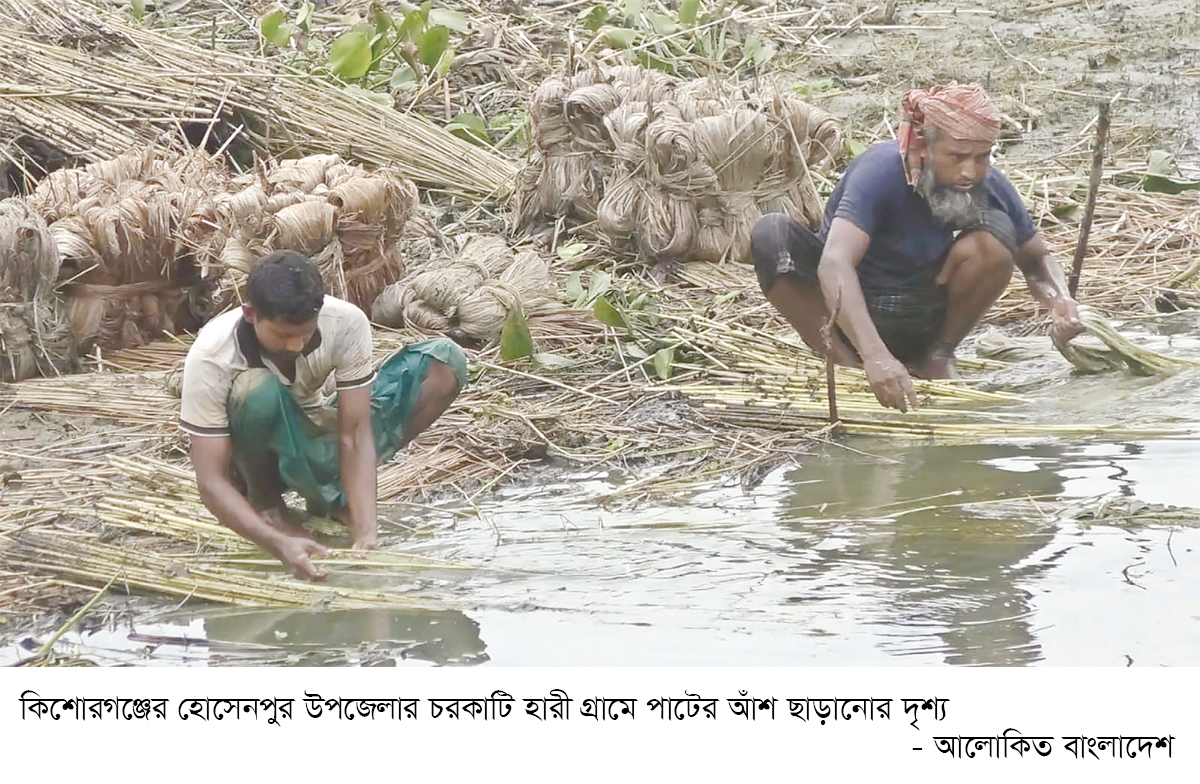 সোনালি আঁশের সুদিন ফিরছে সোনালি আঁশের সুদিন ফিরছে
