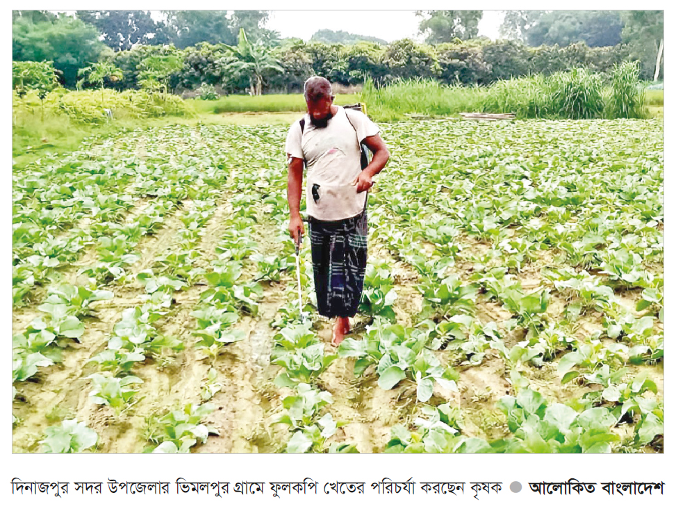আগাম সবজি চাষে ঝুঁকছেন দিনাজপুরের চাষিরা আগাম সবজি চাষে ঝুঁকছেন দিনাজপুরের চাষিরা