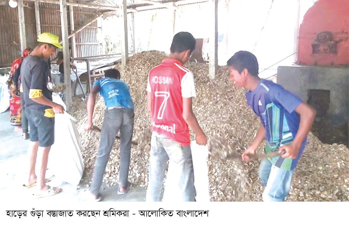 ওষুধ শিল্পের চাহিদা মেটাচ্ছে সিরাজগঞ্জের হাড়ের গুঁড়া ওষুধ শিল্পের চাহিদা মেটাচ্ছে সিরাজগঞ্জের হাড়ের গুঁড়া