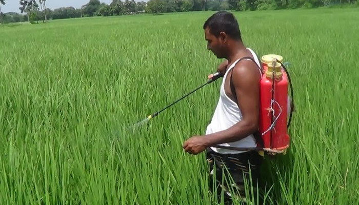 আগাছা দমনে ওষুধেই ভরসা, সাশ্রয়ী হচ্ছেন হোসেনপুরের কৃষক আগাছা দমনে ওষুধেই ভরসা, সাশ্রয়ী হচ্ছেন হোসেনপুরের কৃষক