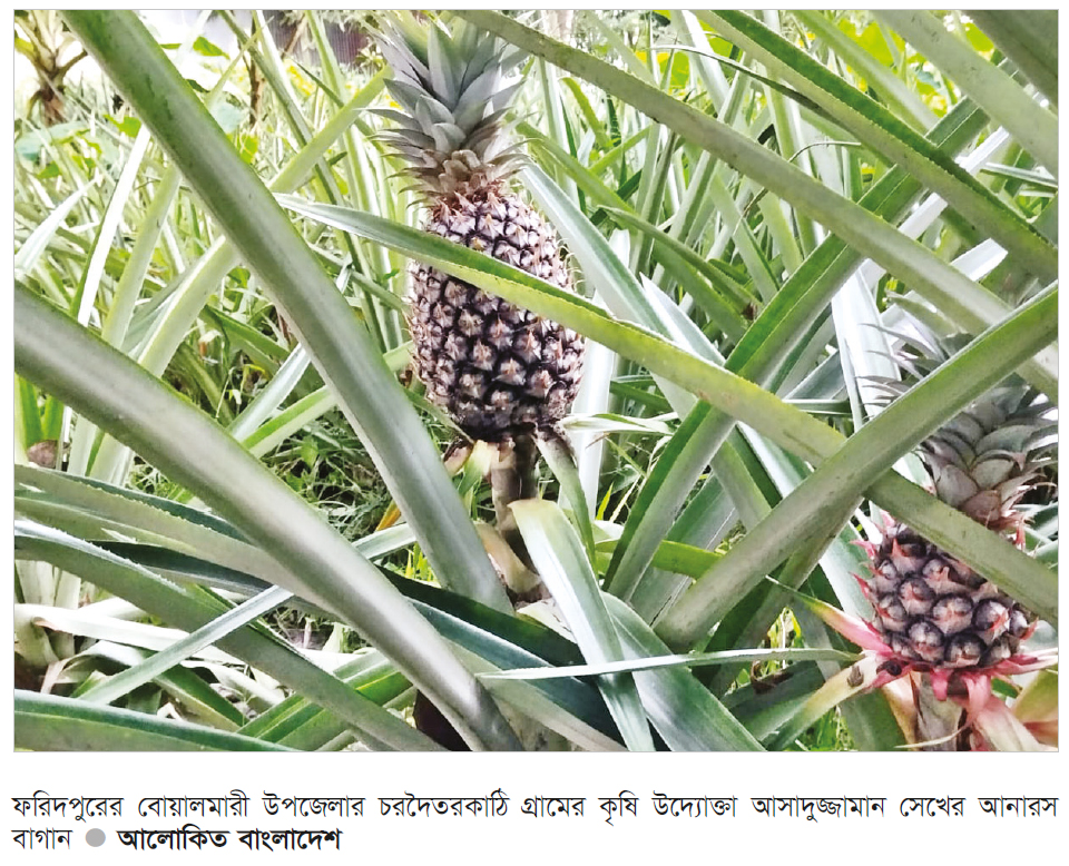 আনারসের বাণিজ্যিক চাষ হচ্ছে বোয়ালমারীতে আনারসের বাণিজ্যিক চাষ হচ্ছে বোয়ালমারীতে