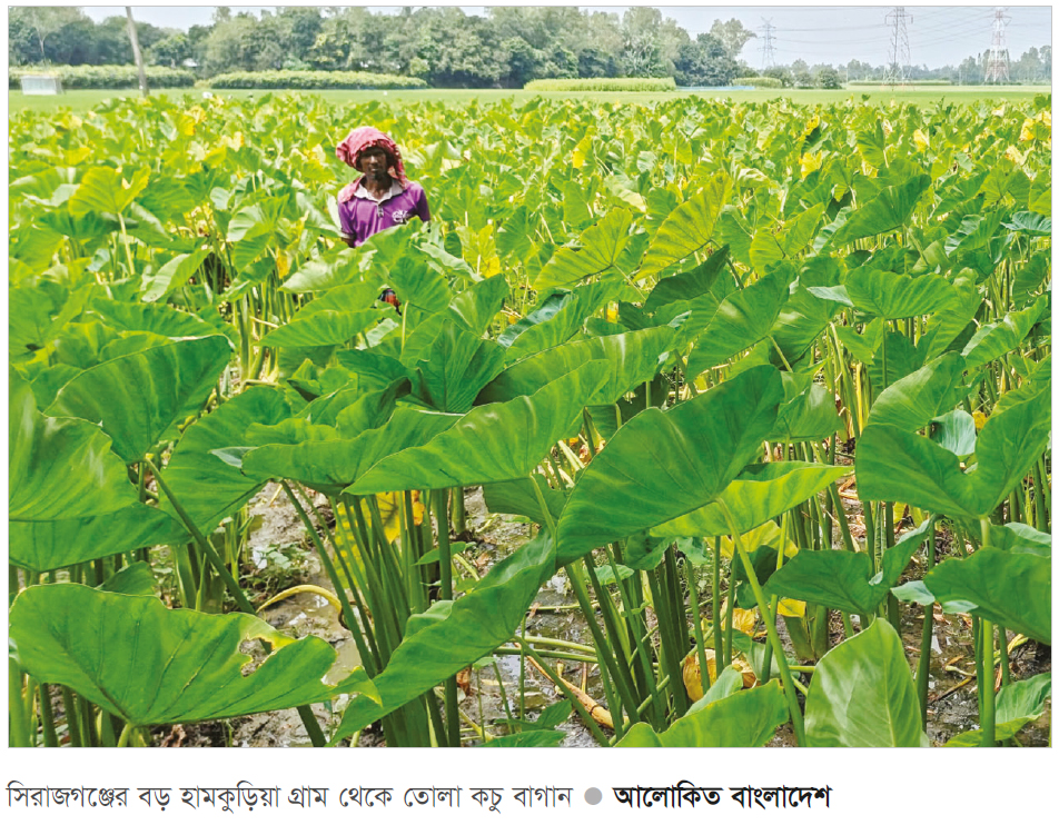 কচু চাষে ভালো ফলন বাজার ভালো থাকায় কৃষকরা খুশি কচু চাষে ভালো ফলন বাজার ভালো থাকায় কৃষকরা খুশি