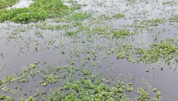 সিরাজগঞ্জে পানি নিষ্কাশনের ব্যবস্থা নেই, জলাবদ্ধতায় ৩শ’ বিঘা জমি সিরাজগঞ্জে পানি নিষ্কাশনের ব্যবস্থা নেই, জলাবদ্ধতায় ৩শ’ বিঘা জমি