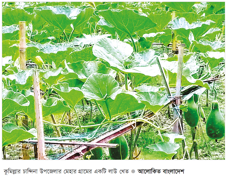 চান্দিনায় নিচু জমিতে লাউ চাষে চমক চান্দিনায় নিচু জমিতে লাউ চাষে চমক