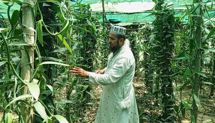 ভ্যানিলাসহ সমন্বিত কৃষি খামার করে সফল দর্শনার হুমায়ুন ভ্যানিলাসহ সমন্বিত কৃষি খামার করে সফল দর্শনার হুমায়ুন