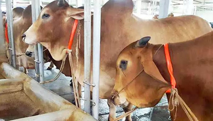 সিরাজগঞ্জে গোয়ালঘরের শিকল কেটে কৃষকের ৪ গরু চুরি সিরাজগঞ্জে গোয়ালঘরের শিকল কেটে কৃষকের ৪ গরু চুরি