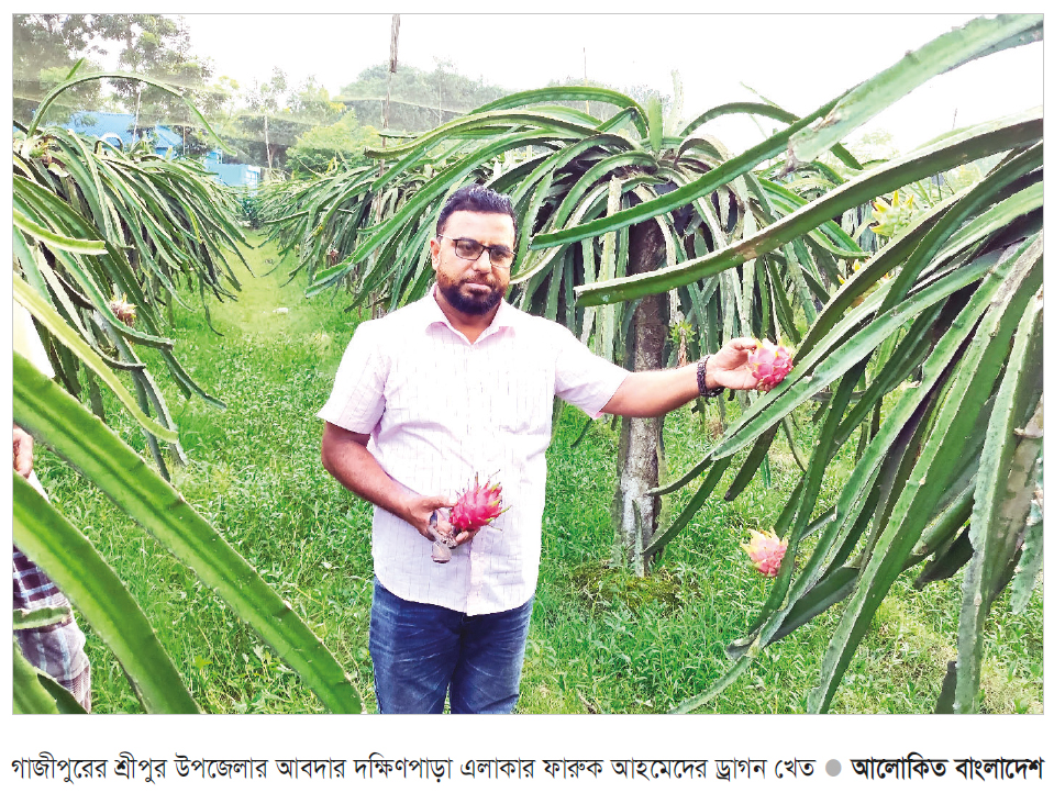 শ্রীপুরে ড্রাগন চাষে বাজিমাত শ্রীপুরে ড্রাগন চাষে বাজিমাত