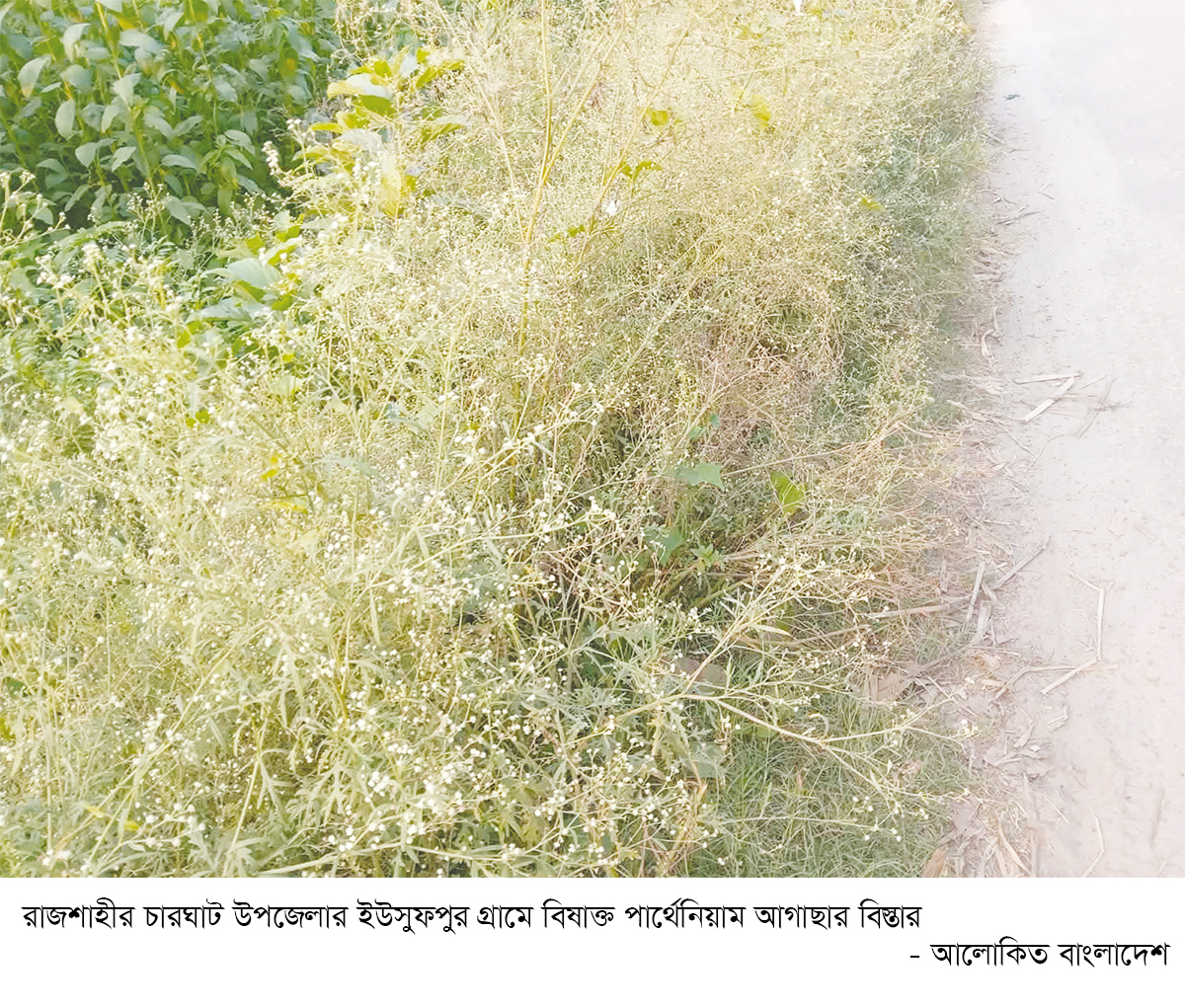 বিষাক্ত আগাছার বিস্তার হুমকিতে কৃষিজমি বিষাক্ত আগাছার বিস্তার হুমকিতে কৃষিজমি