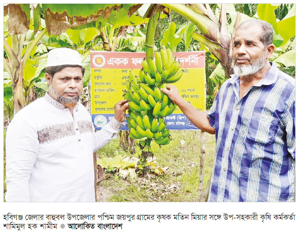 বাহুবলে উচ্চ ফলনশীল কলা চাষে কৃষক লাভবান বাহুবলে উচ্চ ফলনশীল কলা চাষে কৃষক লাভবান