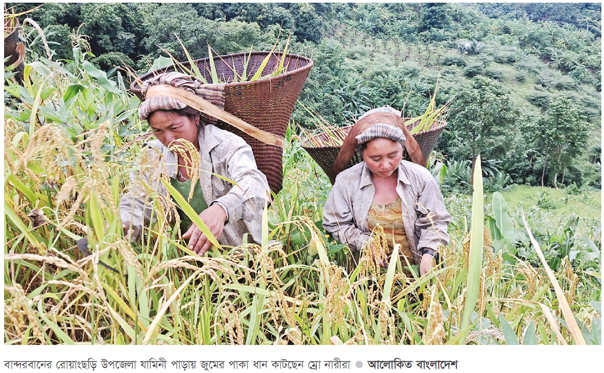 পাকা ধানের সোনালি রঙে ছেয়ে গেছে সবুজ পাহাড় পাকা ধানের সোনালি রঙে ছেয়ে গেছে সবুজ পাহাড়
