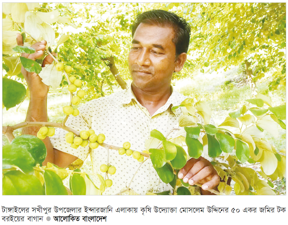 টক বরইয়ের বাগানে স্বাবলম্বী টক বরইয়ের বাগানে স্বাবলম্বী