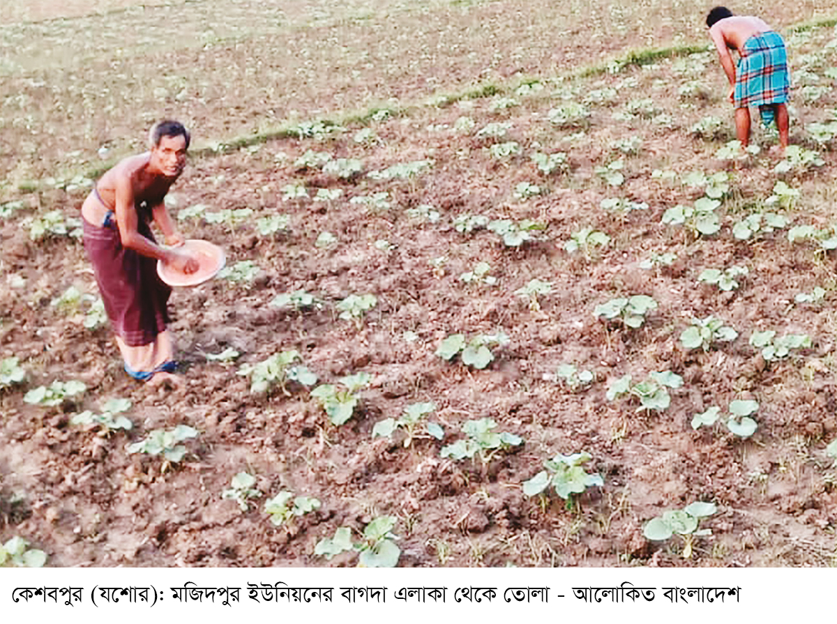 কেশবপুরে আগাম শীতের সবজি চাষে ব্যস্ত কৃষক কেশবপুরে আগাম শীতের সবজি চাষে ব্যস্ত কৃষক