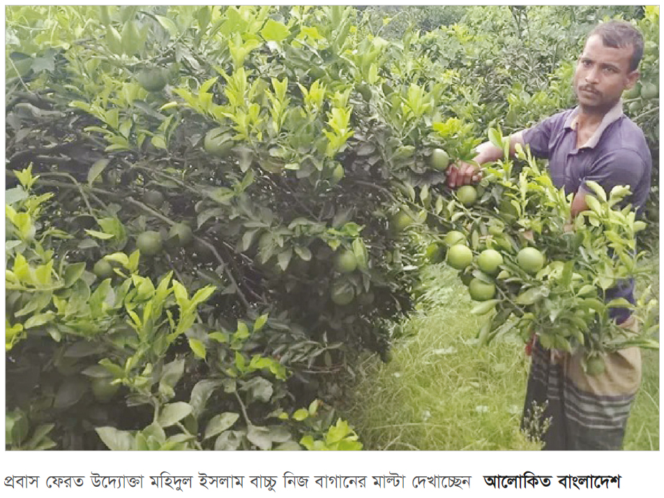 কুষ্টিয়ায় সবুজ মাল্টা চাষে লাখ টাকা আয় উদ্যোক্তা কৃষকের কুষ্টিয়ায় সবুজ মাল্টা চাষে লাখ টাকা আয় উদ্যোক্তা কৃষকের