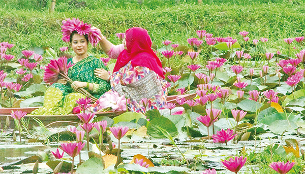 লাল শাপলা লাল শাপলা