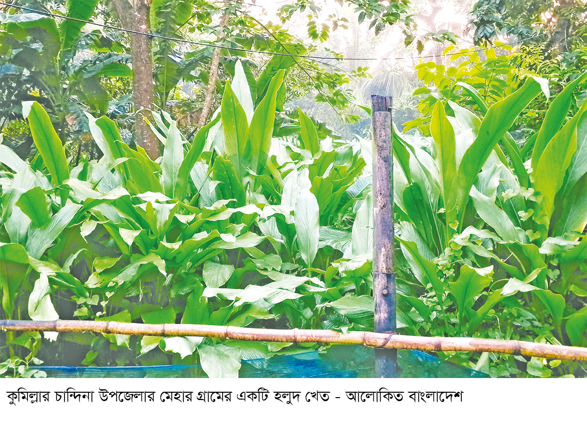 চান্দিনায় পরিত্যক্ত জমিতে বাড়ছে হলুদের আবাদ চান্দিনায় পরিত্যক্ত জমিতে বাড়ছে হলুদের আবাদ